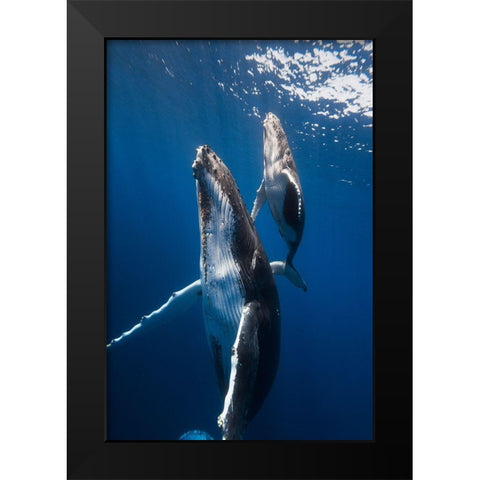 Back To The Surface Black Modern Wood Framed Art Print by Gabriel, Barathieu