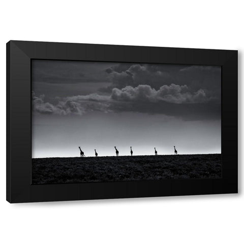 6 Giraffes Black Modern Wood Framed Art Print by Metro, Greg