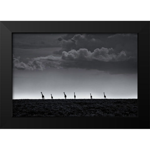 6 Giraffes Black Modern Wood Framed Art Print by Metro, Greg