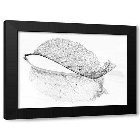 The Old Leaf Black Modern Wood Framed Art Print by Holmstrom, Katarina