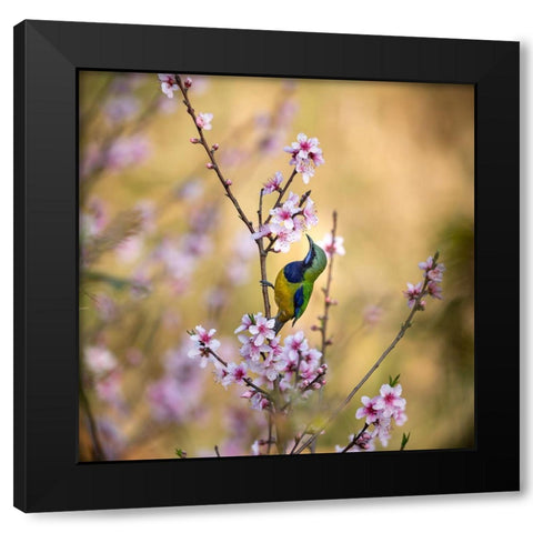 Bird Whispering To The Peach Flower Black Modern Wood Framed Art Print by Wang, Jianfeng