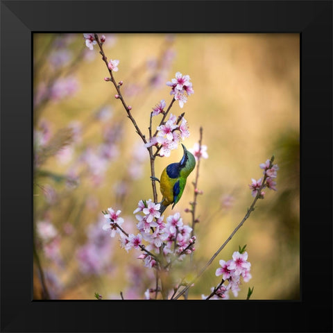Bird Whispering To The Peach Flower Black Modern Wood Framed Art Print by Wang, Jianfeng