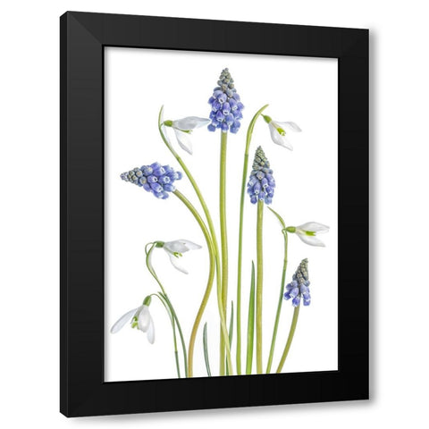 Muscari And Galanthus Black Modern Wood Framed Art Print with Double Matting by Disher, Mandy