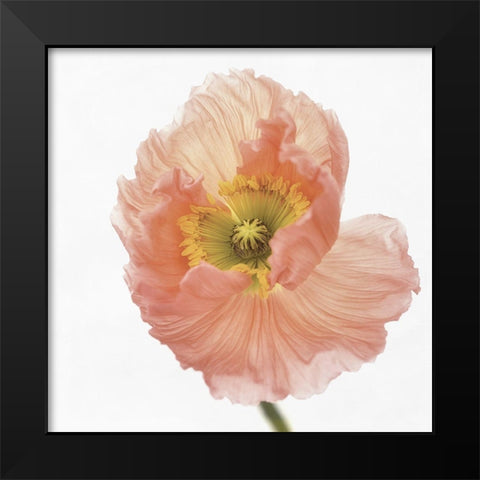 Poppy Black Modern Wood Framed Art Print by Gronkjar, Lotte
