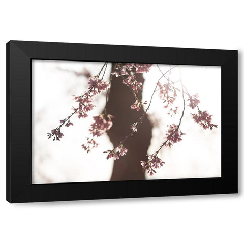 Sakura Black Modern Wood Framed Art Print with Double Matting by Fujii, Tsuneya
