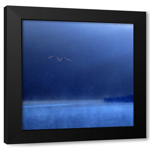 Swans Black Modern Wood Framed Art Print with Double Matting by Michalowski, Marcin