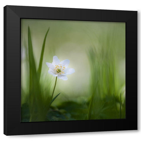 Alone......... Black Modern Wood Framed Art Print with Double Matting by Haaksma, Piet