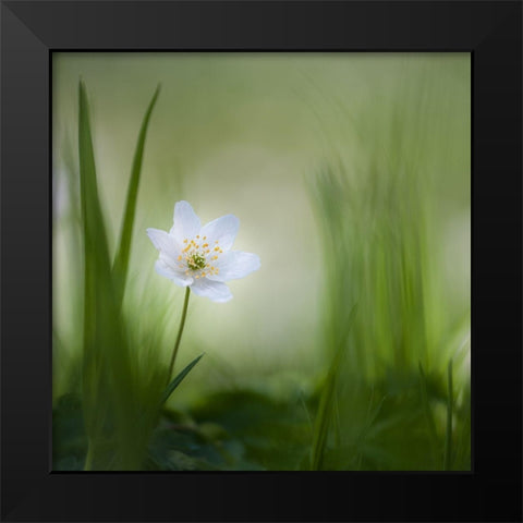 Alone......... Black Modern Wood Framed Art Print by Haaksma, Piet