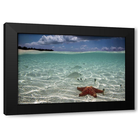 Underwater Black Modern Wood Framed Art Print by Pardini, Elena
