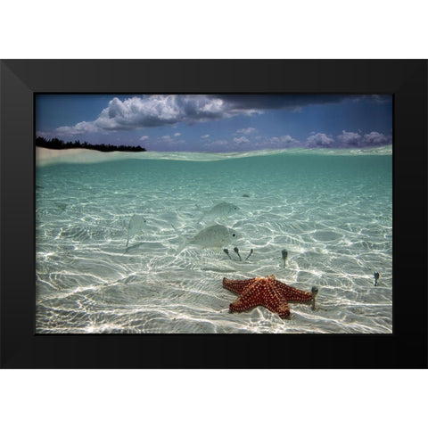 Underwater Black Modern Wood Framed Art Print by Pardini, Elena