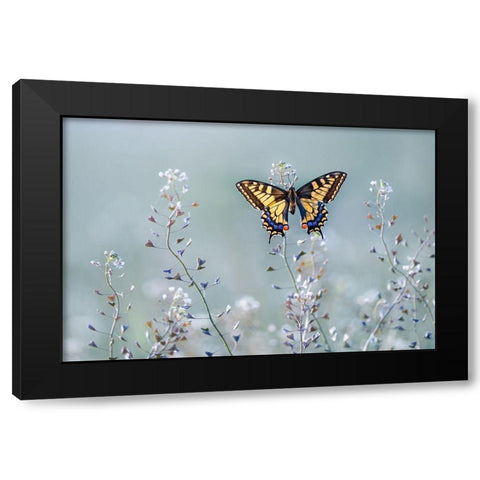 Swallowtail Beauty Black Modern Wood Framed Art Print with Double Matting by Sabol, Petar