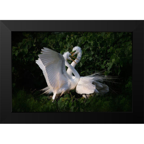 Love Is In The Air! Black Modern Wood Framed Art Print by Chang, Phillip