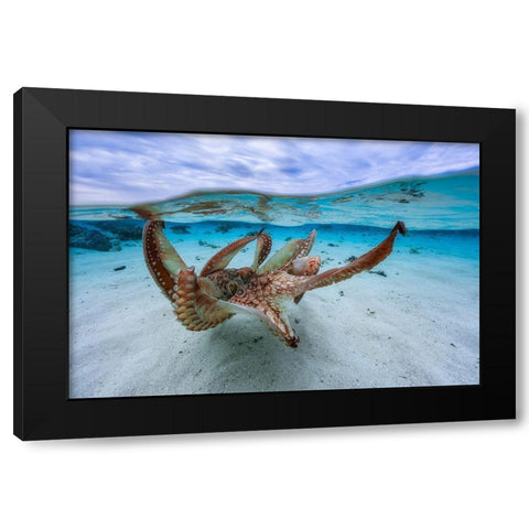 Octopus Black Modern Wood Framed Art Print by Gabriel, Barathieu