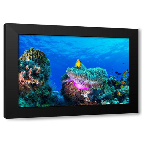 Sea Life Black Modern Wood Framed Art Print by Marchegiani, Roberto