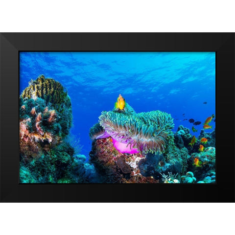 Sea Life Black Modern Wood Framed Art Print by Marchegiani, Roberto