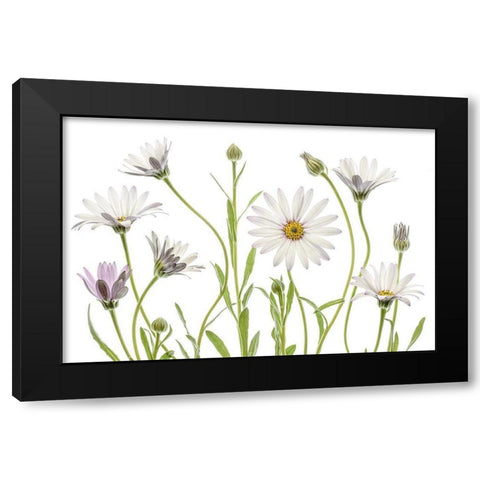 Cape Daisies Black Modern Wood Framed Art Print with Double Matting by Disher, Mandy