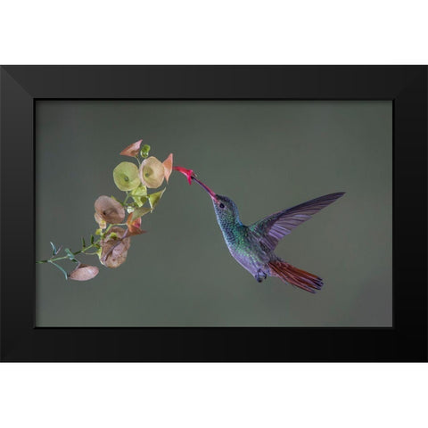 Stretch Black Modern Wood Framed Art Print by Barsh, Greg