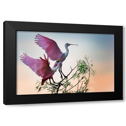 Two Roseate Spoonbills Black Modern Wood Framed Art Print by Chang, Phillip