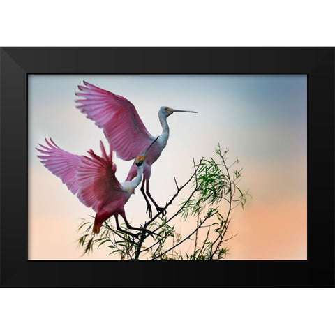 Two Roseate Spoonbills Black Modern Wood Framed Art Print by Chang, Phillip