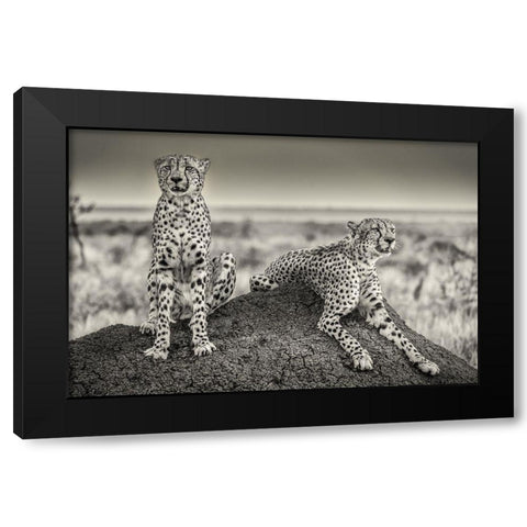Two Cheetahs Watching Out Black Modern Wood Framed Art Print with Double Matting by Scheid, Henrike