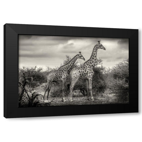 Two Giraffes Black Modern Wood Framed Art Print by Scheid, Henrike