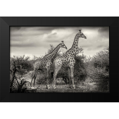 Two Giraffes Black Modern Wood Framed Art Print by Scheid, Henrike