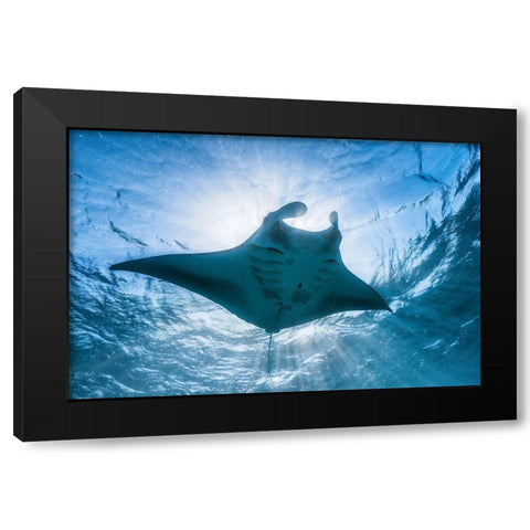 Manta Ray Black Modern Wood Framed Art Print by Gabriel, Barathieu