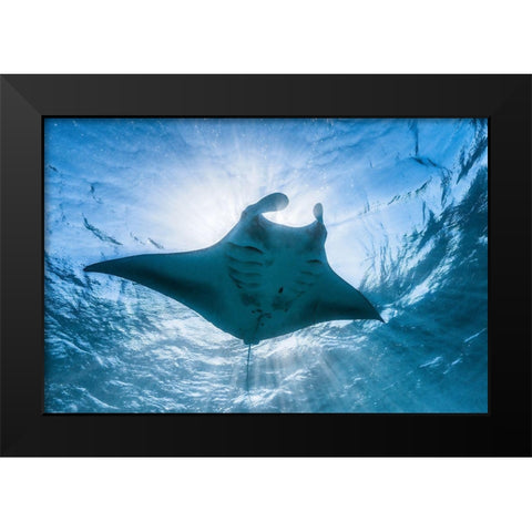 Manta Ray Black Modern Wood Framed Art Print by Gabriel, Barathieu