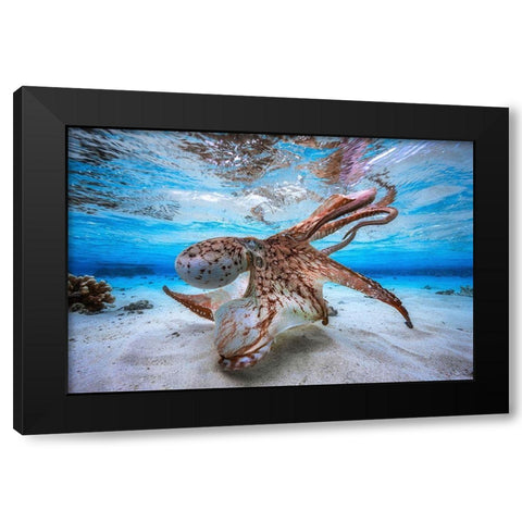 Dancing Octopus Black Modern Wood Framed Art Print with Double Matting by Gabriel, Barathieu