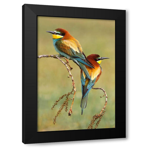 Bee-Eaters In Love Black Modern Wood Framed Art Print with Double Matting by Suarez, Mario