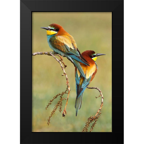 Bee-Eaters In Love Black Modern Wood Framed Art Print by Suarez, Mario