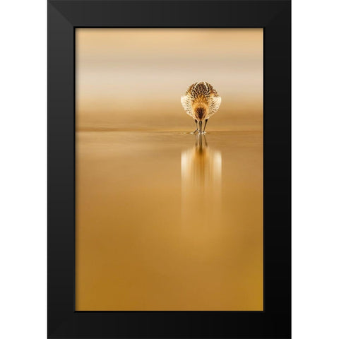 Dunlin Reflection Black Modern Wood Framed Art Print by Suarez, Mario