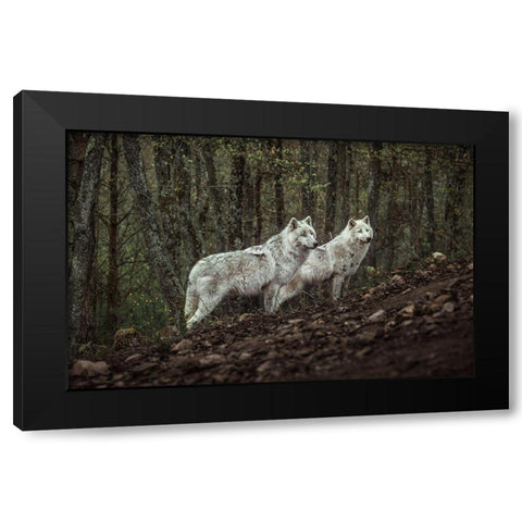Meeting With White Wolves Black Modern Wood Framed Art Print by Siri, Ronan