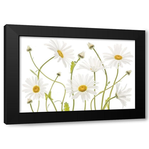 Ox Eye Daisies Black Modern Wood Framed Art Print by Disher, Mandy