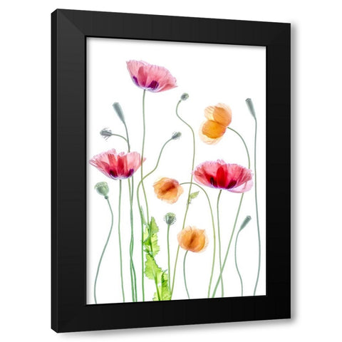 Poppies Black Modern Wood Framed Art Print by Disher, Mandy