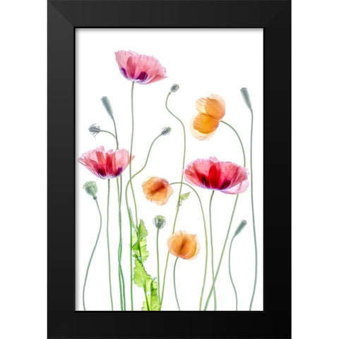 Poppies Black Modern Wood Framed Art Print by Disher, Mandy