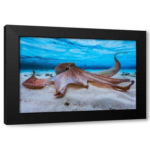 Octopus Black Modern Wood Framed Art Print with Double Matting by Gabriel, Barathieu