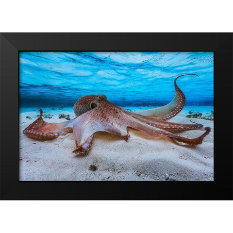 Octopus Black Modern Wood Framed Art Print by Gabriel, Barathieu