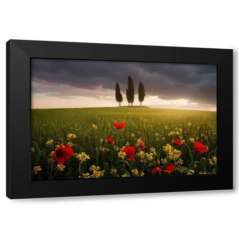 Blooming Tuscany Black Modern Wood Framed Art Print with Double Matting by Rericha, Daniel