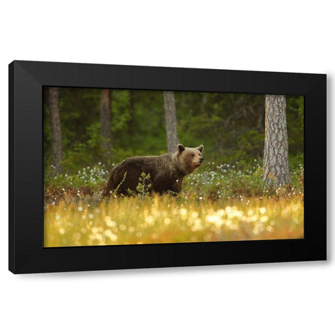 Brown Bear Black Modern Wood Framed Art Print by Gavra, Assaf