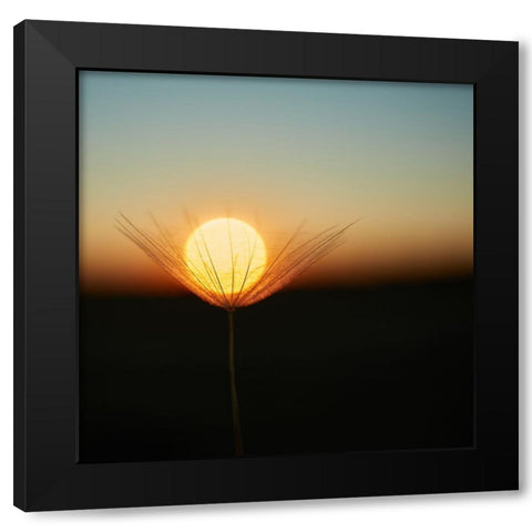 Trapped In A Downy Tuft Black Modern Wood Framed Art Print by Riha, Milan