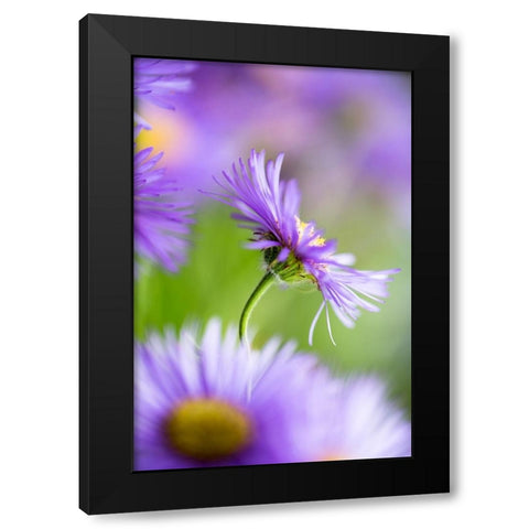 Summer Splash Black Modern Wood Framed Art Print by Ljubicic, Dusan