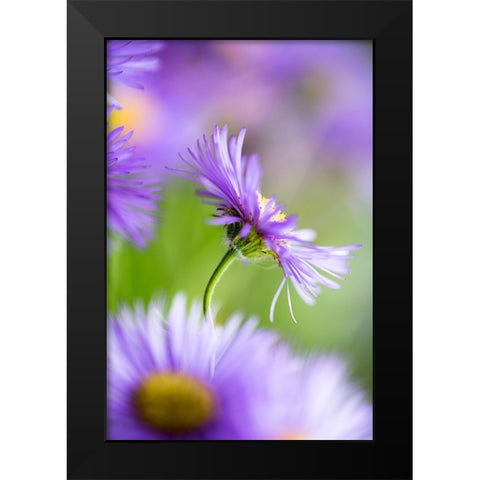 Summer Splash Black Modern Wood Framed Art Print by Ljubicic, Dusan