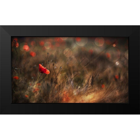 Poppy Black Modern Wood Framed Art Print by Quaglia, Nicodemo