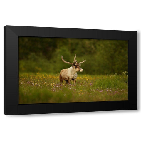 Caribou In Grass Land Black Modern Wood Framed Art Print with Double Matting by Gavra, Assaf