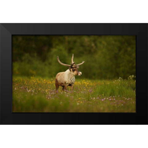 Caribou In Grass Land Black Modern Wood Framed Art Print by Gavra, Assaf