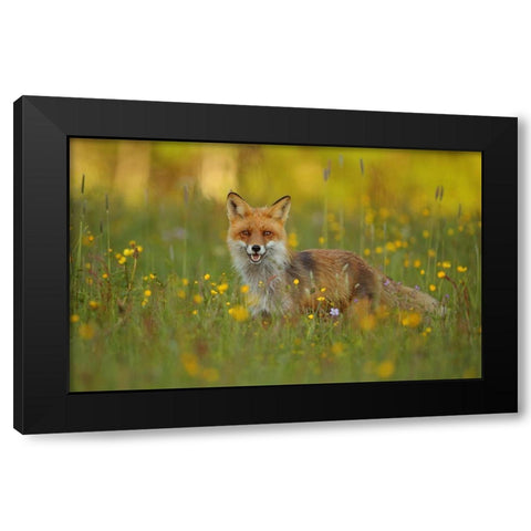 Red Fox Black Modern Wood Framed Art Print by Gavra, Assaf