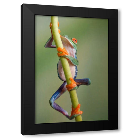 Ascending Black Modern Wood Framed Art Print by Schneider, Cheryl