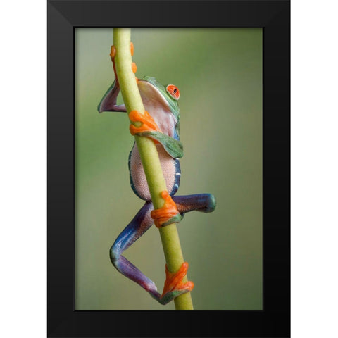 Ascending Black Modern Wood Framed Art Print by Schneider, Cheryl