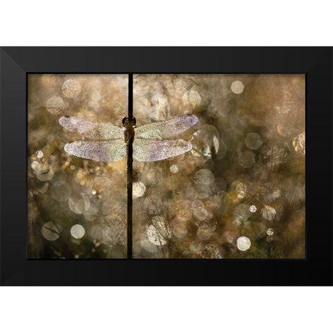 Morning Light Black Modern Wood Framed Art Print by Blanken, Rob